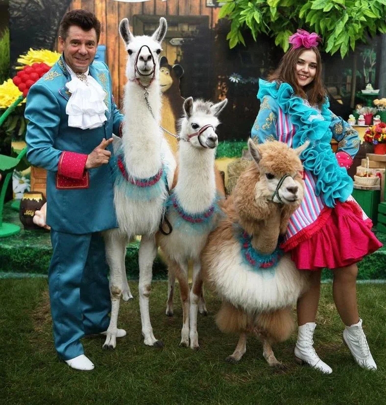 Шоу ламы и альпаки